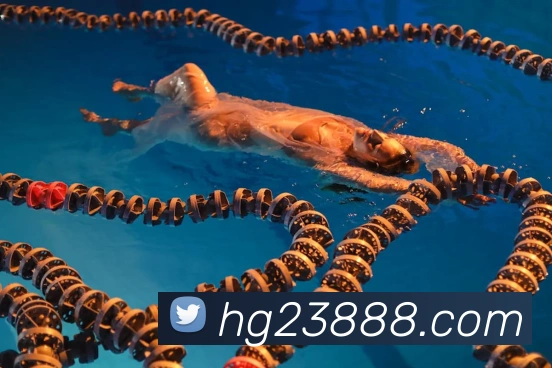 皇冠体育网站入口平台生态图